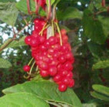 Schisandra Chinensis Extract  